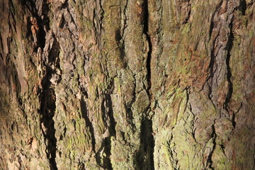 Bark of tree Pine