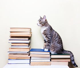 Cat sitting on the books