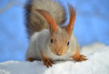 Белка сидит на дереве.