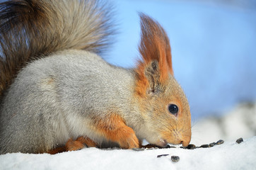 Белка грызёт орехи.