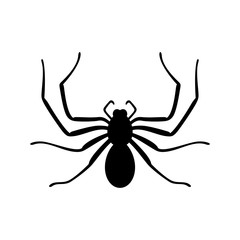 Spider, shade picture