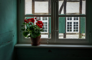 Fototapeta na wymiar Flowers in a pot against window on windowsill
