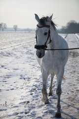 Andalusian Horse wearing a hackamore in winter landscape