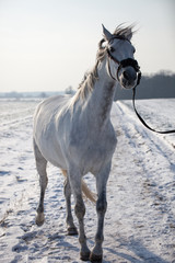 Andalusian Horse with hackamore in winter landscape