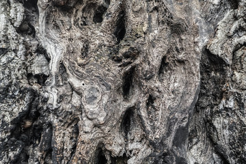 Strange and  mystic tree bark / trunk / stem - old and wavy wood texture