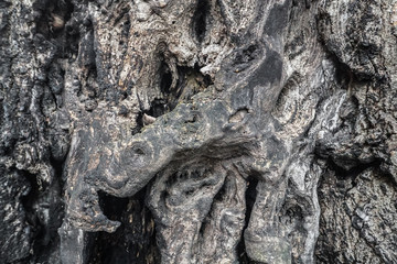 Strange and  mystic tree bark / trunk / stem - old and wavy wood texture