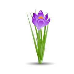 Purple crocus blooming flowers isolated on white. Spring colorful plants with buds close up. Crocus flowers signs for greeting cards and invitations. Vector illustration in flat design.