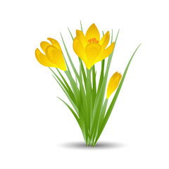 Three yellow crocus blooming flowers isolated on white. Spring colorful plants with buds close up. Crocus flowers signs for greeting cards and invitations. Vector illustration in flat design.
