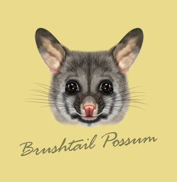 Vector Illustrated portrait of Common brushtail possum