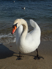 White swan on the beach 