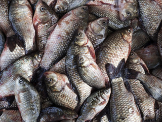carp in fish place market.