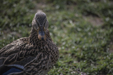 canard