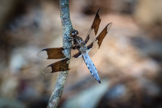 Blue and brown dragonfly on a branch