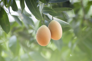 Plango fruit or Marian Plum tropical southeast asia fruit on tree