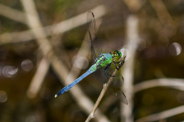Species Pachydiplax Longipennis - Blue Dasher dragonfly on a branch.
