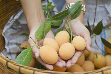Plango fruit on farmer's hands in harvest season