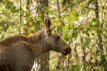 Moose or European elk Alces alces young calf in forest