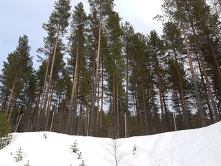 tall trees