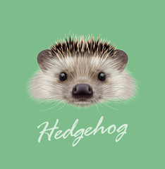 Vector Illustrated portrait of Hedgehog