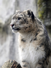 male snow leopard, Uncia uncia, watching the photographer