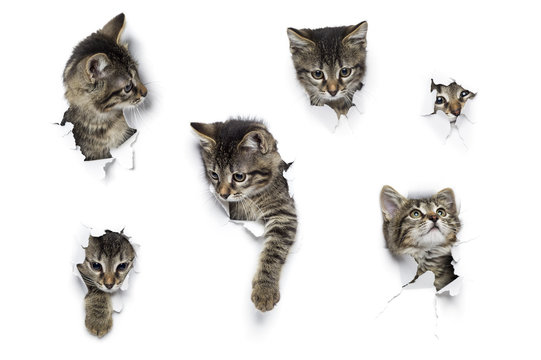 Cats in holes of paper, little grey tabby kittens peeking out of torn white background, six funny playing pets