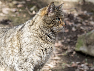 Naklejka na ściany i meble European wildcat, Felis s. sylvestris, watching nearby