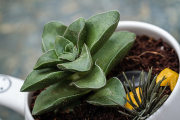 Close up of Miniature Succulent Plants in White Flowerpot