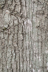 Obraz premium tree bark background