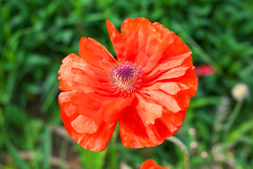 Single beautiful red poppy flower. Closeup.