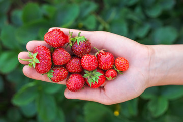 Strawberry on woman arm. Fresh berry picking