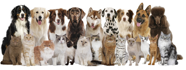 Group of different cats and dogs - obrazy, fototapety, plakaty