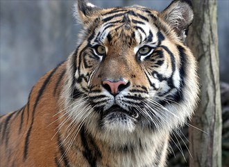 Fototapeta na wymiar animal - tigers