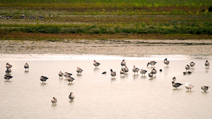 Colony of Greylag gooses (Anser anser) during wintering (Italy, Isola della Cona).  