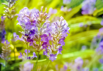 Wiesenblumen im Sommerlicht