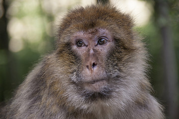 Fototapeta premium Capuchin Monkeys in the open Forest