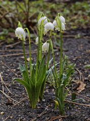 The flower of spring snowflake