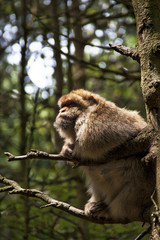 Capuchin Monkeys in the open Forest