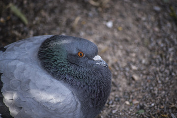 pigeon