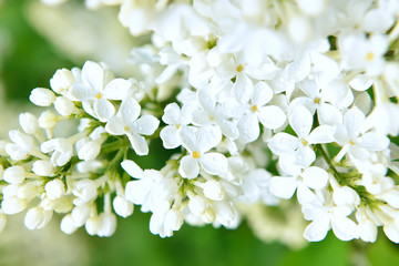 delicate white lilac dewdrops. Spring natural look. Spring mood.

