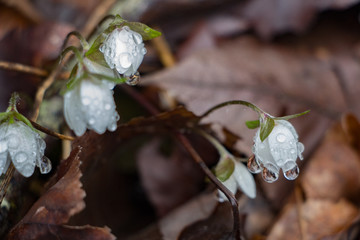 White Bellshaped Flowers on the Forest Floor