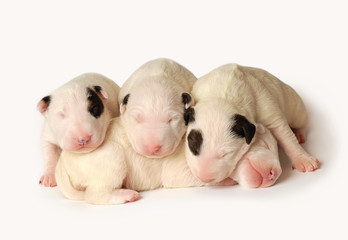 Four Bull Terrier puppies, ten days old, lying in side over white background