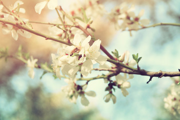 background of spring white cherry blossoms tree
