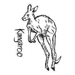 Kangaroo - vector illustration sketch hand drawn with black lines, isolated on white background