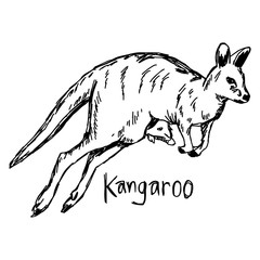 Kangaroo with its baby in the pocket - vector illustration sketch hand drawn with black lines, isolated on white background