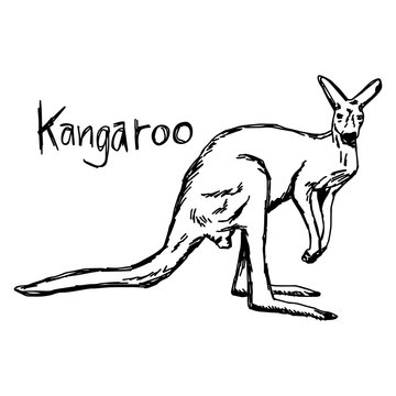 Kangaroo - vector illustration sketch hand drawn with black lines, isolated on white background
