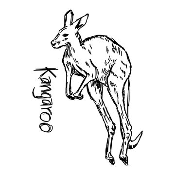 Kangaroo - vector illustration sketch hand drawn with black lines, isolated on white background