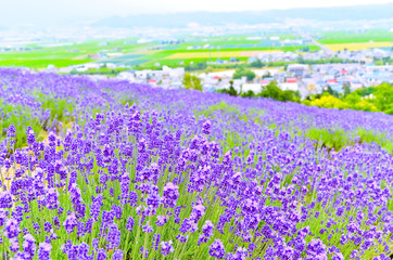 Obraz premium Lavender Farm in summer in Hokkaido, Japan.