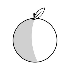 orange fruit icon over white background. vector illustration