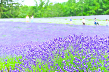 Fototapeta premium Lavender Farm in summer in Hokkaido, Japan.