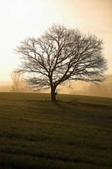 Obraz premium Ghost Tree